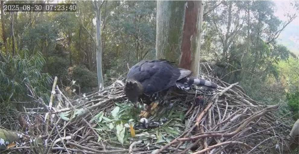 the eagle is staring down at her nest where there is a wet gosling laying in the leaves